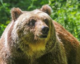 MORTE DELL’ORSO STEFANO: FUCILATO SENZA PIETA’ DA BRACCONIERI CRUDELI