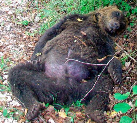ORSO UCCISO DA FUCILATA A PETTORANO SUL GIZIO, IL 13 IL PROCESSO IN APPELLO