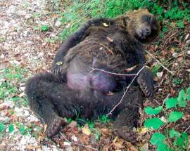 UCCISE ORSO A PETTORANO SUL GIZIO, CONDANNATO: CORTE D’APPELLO RIBALTA SENTENZA DI PRIMO GRADO