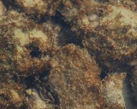 L’ALGA TOSSICA OSTREOPSIS OVATA SEGNALATA IN TRE TRATTI DI COSTA DI ROCCA SAN GIOVANNI