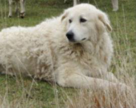 ROVERE: AGGREDITA DAL BRANCO, SALVATA DAL CANE EROE OSVALDONE