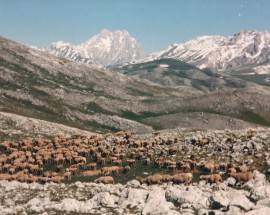 RASSEGNA OVINI DI CAMPO IMPERATORE E DECENNALE SISMA 2009: EVENTI E STORIA NEI COMUNI DELLA BARONIA