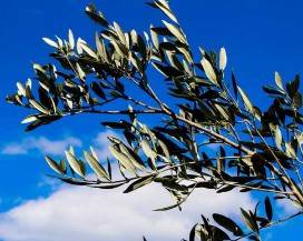 L’AQUILA: CELEBRAZIONI DOMENICA DELLE PALME NELL’AREA DI PIAZZA DUOMO