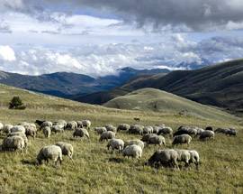 L’AQUILA: ACCORDO PER I PASCOLI TRA COMUNE E CENTRO TURISTICO GRAN SASSO