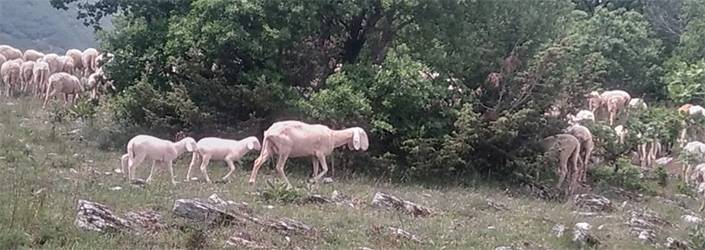PNALM: SALVIAMO L’ORSO, “PASCOLI ABUSIVI NELL’AREA PROTETTA