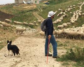 A SPASSO SUI MONTI CON PECORE E PASTORI: A INTRODACQUA LA ”PASCOLATA” ECOLOGICO-DIDATTICA