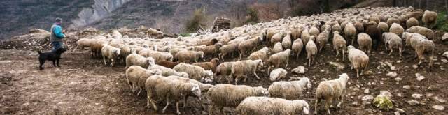 L’AQUILA: CONCESSIONE PASCOLI 2020, NUOVA FORMULA PER AGEVOLARE ALLEVATORI