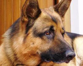 PASSEGGIA TRA AUTO IN CORSA, CANE RECUPERATO E SALVATO