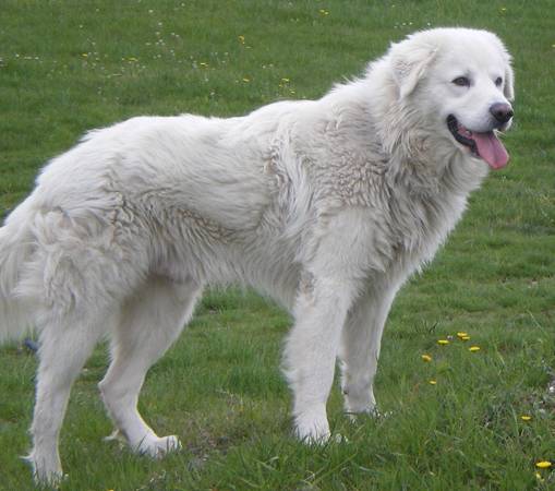 GRAN SASSO: ALLEVAMENTO E TUTELA, CANE DA GREGGE A GUARDIA BOVINI