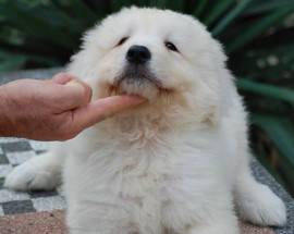 ABBANDONATO SULL’A14, SALVO PER MIRACOLO: CUCCIOLO DI PASTORE ABRUZZESE CERCA CASA