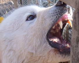AVEZZANO: AGGREDITE DAL CANE, DUE ADOLESCENTI SONO GRAVI
