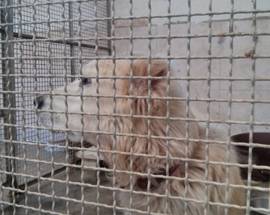 L’AQUILA: TROVATO CANE ANZIANO E CIECO, SI CERCANO EVENTUALI PADRONI
