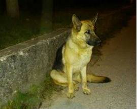L’AQUILA: FEMMINA DI PASTORE TEDESCO SMARRITA TROVATA A GIGNANO