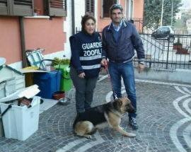 L’AQUILA: RITROVATO CANE PASTORE PERSO A GIGNANO, ORA MICROCHIP