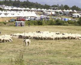 CORONAVIRUS: MARCELLI (ARPO), ”ALLEVATORI HANNO ANCHE VIRUS AGEA”