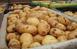 LA PATATA DEL FUCINO E’ ‘ORIGINAL’: HA INDICAZIONE GEOGRAFICA PROTETTA
