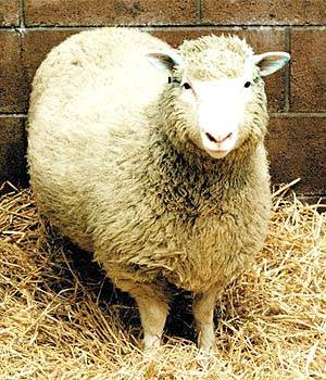 ROSETO: PECORA FULMINATA, PASTORE SALVO PER MIRACOLO