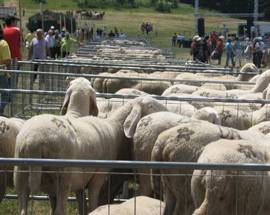 FIERA PASTORIZIA CROGNALETO, MIGLIAIA DI PERSONE A PIANO ROSETO PER CELEBRARE RICCHEZZA DI UNA TERRA