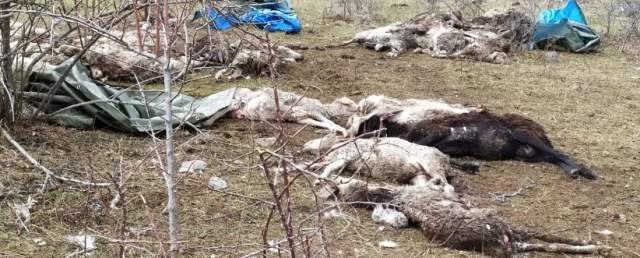 PECORE LASCIATE MORIRE A LUCOLI, ANIMALISTI PRESENTANO ESPOSTO, ”VICENDA VERGOGNOSA”