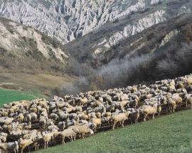 LADRI DI PECORE A PENNE: 55 OVINI SPARITI DA UNA STALLA