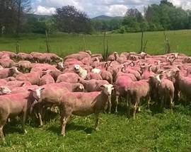 GIRO D’ITALIA: A L’AQUILA AD ATTENDERE I CICLISTI UN GREGGE DI PECORE ROSA