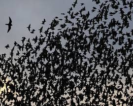 INVASIONE DI STORNI A TERAMO, PROVINCIA ”ASSOLDA” FALCHI