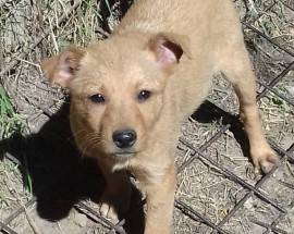 INVISIBILI D’ABRUZZO: DUE CUCCIOLI ABBANDONATI CERCANO UNA FAMIGLIA
