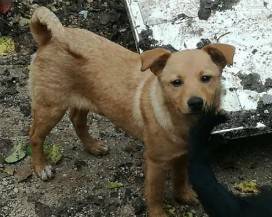 L’AQUILA: PEPITA CERCA CASA, ”AIUTATECI A TROVARE UNA FAMIGLIA”
