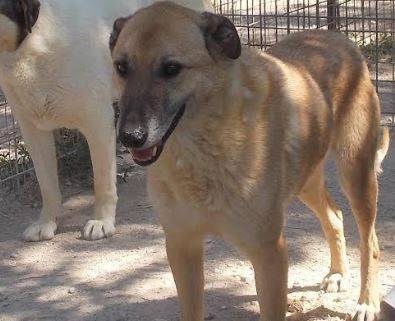 LEGA CANE L’AQUILA:  PERICLE, PASTORE BELGA MALINOIS CERCA CASA