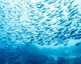 CRESCE NEL MONDO LA PESCA SOSTENIBILE: 15 PER CENTO RISPETTA IL MARE