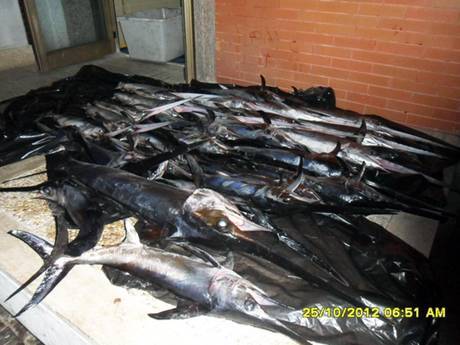 REGGIO CALABRIA: SEQUESTRATI 105 CHILI DI PESCE SPADA NOVELLO