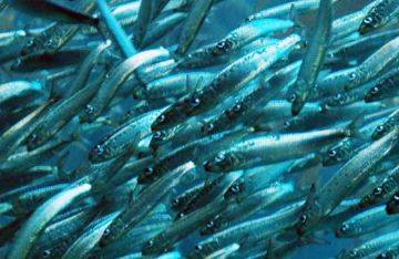PESCA: ”STATO DI CRISI PER PESCE AZZURRO” L’APPELLO A COLDIRETTI