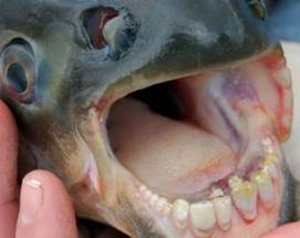 SCANDINAVIA: OCCHIO A ‘PACU’, PIRANHA CHE ATTACCA I TESTICOLI