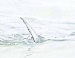 PESCARA: FOTO DIFFONDE PAURA, NON E’ PERO’ UNO SQUALO MA UN PESCESPADA