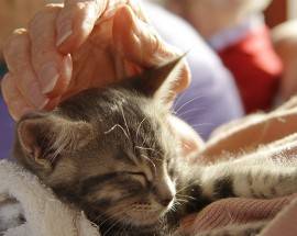 PET THERAPY: ”CAMPO RIABILITATIVO IN CONTINUO SVILUPPO”, INCONTRO AD ATESSA