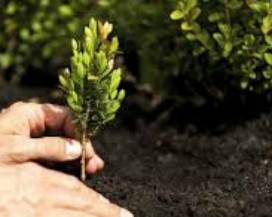 PESCARA: UN ALBERO PER OGNI BIMBO MAI NATO, INSORGONO I GIOVANI DEMOCRATICI