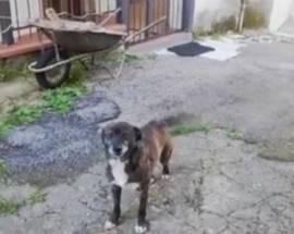 TORNIMPARTE: CAGNOLINO UCCISO CON UN COLPO DI FUCILE