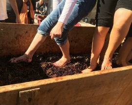 VINI D’ABRUZZO: DOMENICA AL VIA CANTINE APERTE IN VENDEMMIA