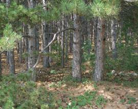 RICOSTRUZIONE: ”CHE FINE HA FATTO BOSCO DELLA MEMORIA?”