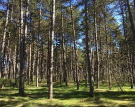AVEZZANO: AL VIA LAVORI MESSA IN SICUREZZA DELLA PINETA IN LOCALITA’ TRE CONCHE