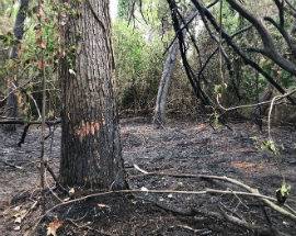 INCENDIO PINETA DANNUNZIANA: BOTANICO, ”VIE TAGLIAFUOCO FAREBBERO ESTINGUERE SPECIE”
