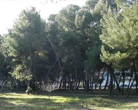 PESCARA: ITALIA NOSTRA, ”PINETA SANTA FILOMENA MINACCIATA DAL CEMENTO”