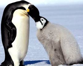 PINGUINI OMOSESSUALI, STUPRATORI E NECROFILI, EMERGE RICERCA DEL ‘900