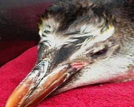 HAPPY FEET JR. NON CE L’HA FATTA, MORTO IL PINGUINO SPIAGGIATO