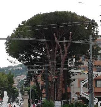 CHIETI: TAGLIATO PINO SECOLARE IN PIAZZA MARCONI, PROTESTA IL WWF