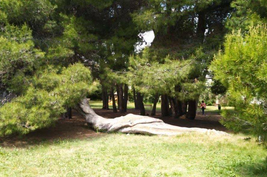PESCARA: ASSOCIAZIONI, ”PINO CORICATO DIVENTI MONUMENTO IDENTITARIO”