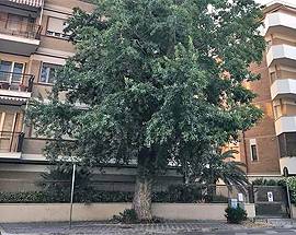 PESCARA: PIOPPO A RISCHIO SU VIALE KENNEDY, MOBILITAZIONE PER SALVARLO