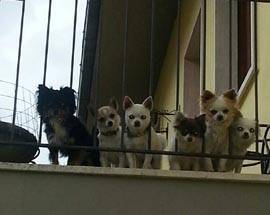 L’AQUILA: CAGNOLINO SMARRITO, RICOMPENSA A CHI LO RITROVA