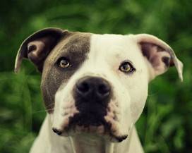 PITBULL AZZANNA UN CANE DA CACCIA E IL PROPRIETARIO CHE LO DIFENDE A PREZZA