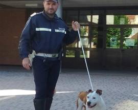PESCARA: PITBULL SMARRITO SI INTRUFOLA IN UNA SCUOLA INTERVENGONO VIGILI URBANI
